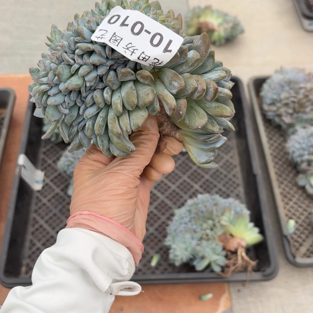 一***风10.10突尼斯树缀一个