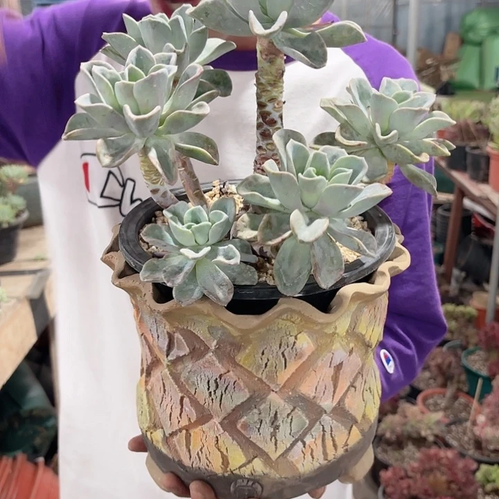 美尻多肉老桩植物