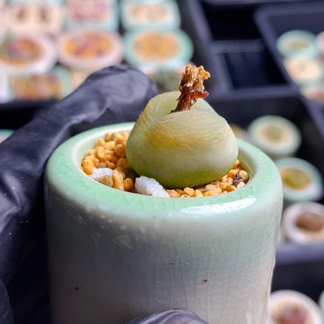 2162-一物一拍 带盆