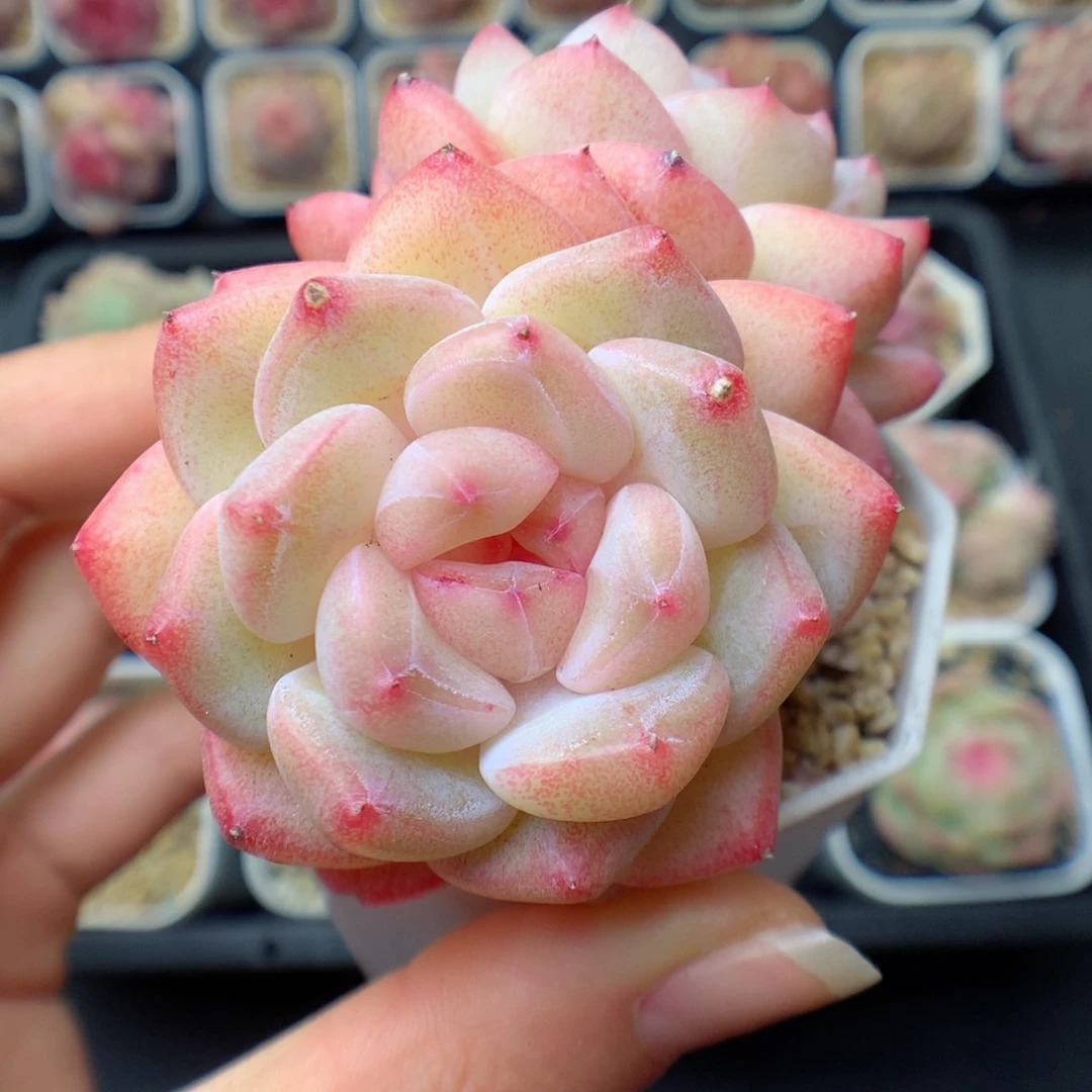 多肉植物。  糖心11