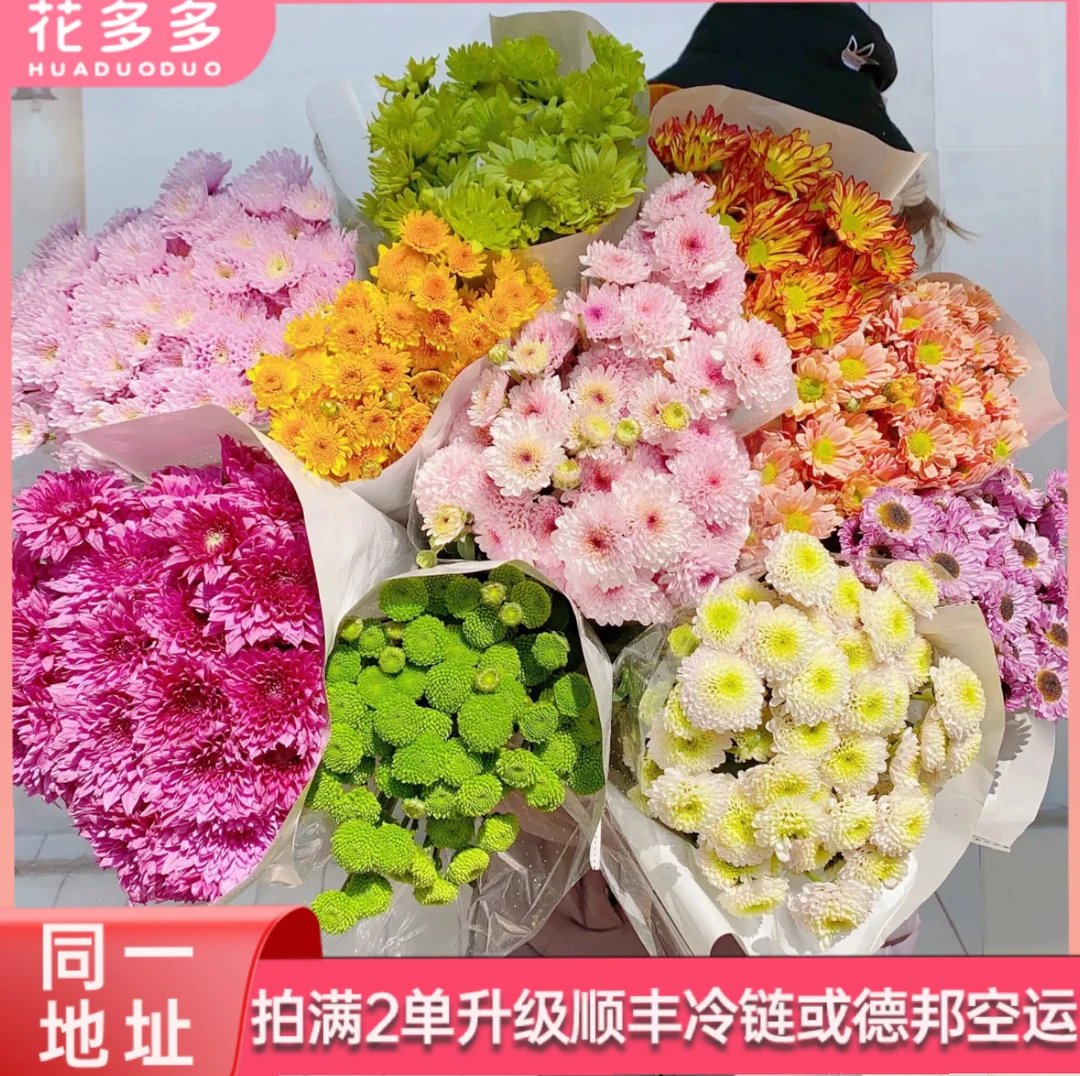 【随机小雏菊】高品质随机小雏菊10支 全场鲜花任意满两单升级冷链