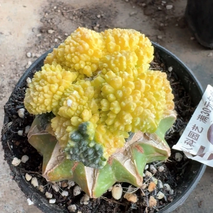 594哥斯拉牡丹锦仙人球