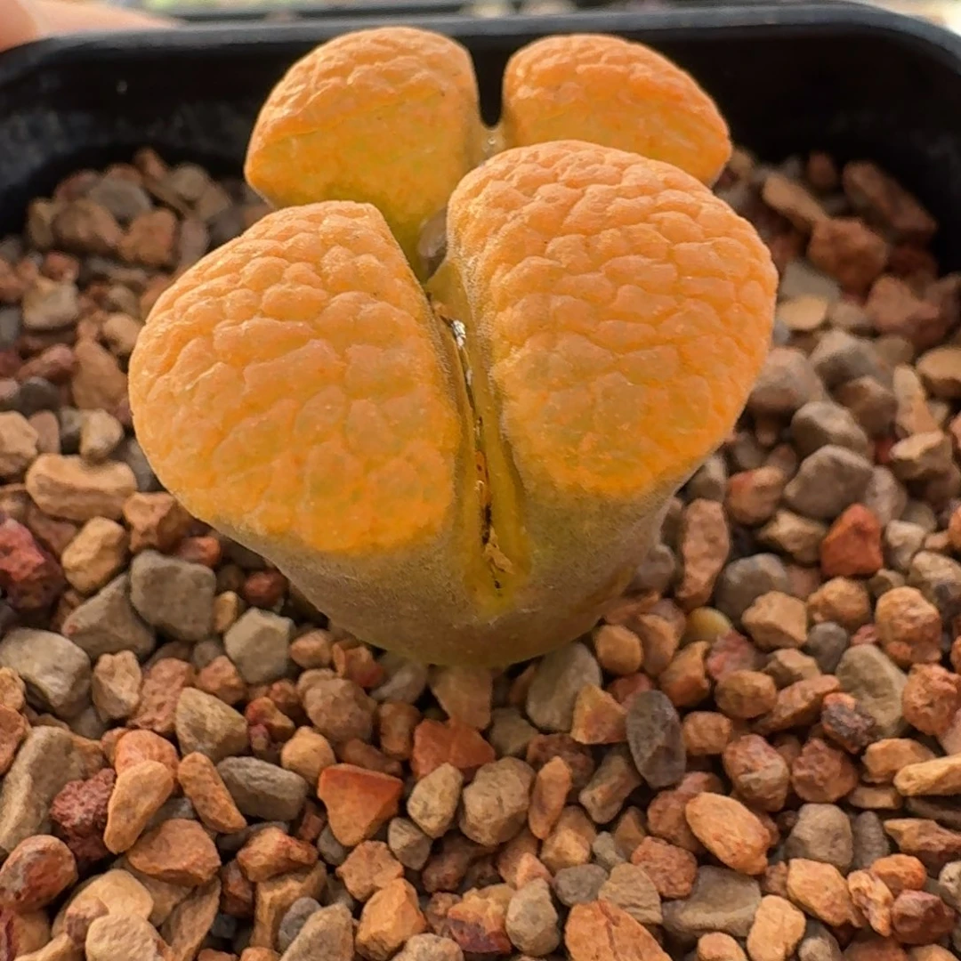 云缦精品番杏31.25 麒麟窗