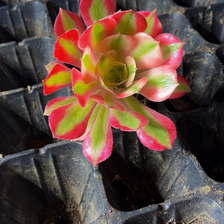 粉女巫带土球5公分以上9.9包邮