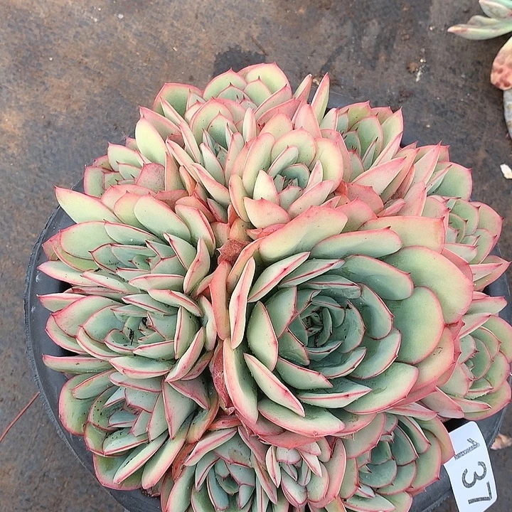 137牡丹亭一物一拍多肉