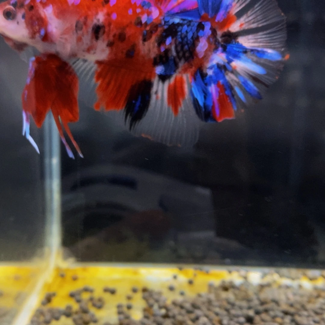 斗鱼212巨斗11111