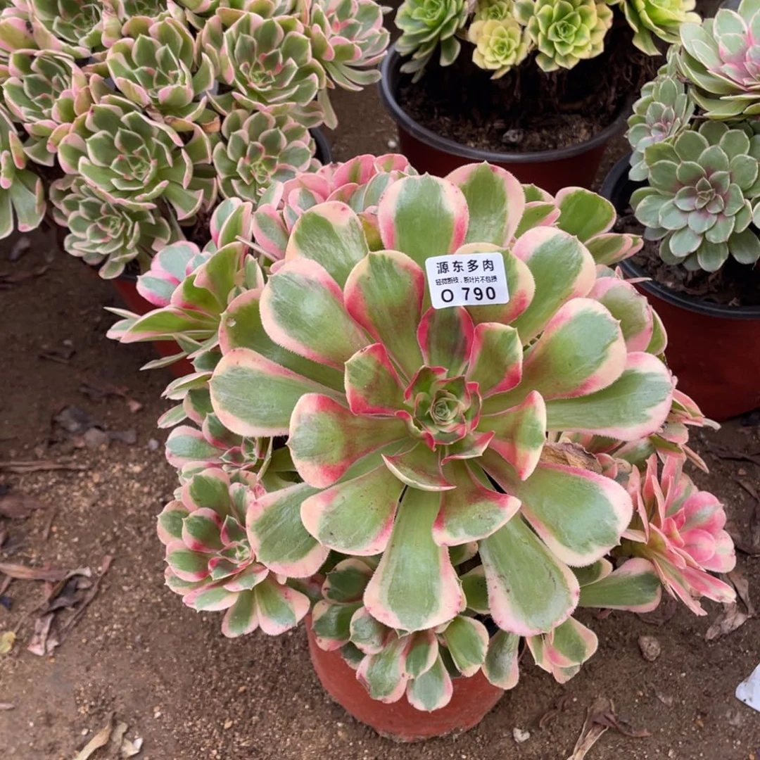 790七彩石多肉法师断枝不包