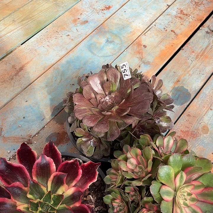 755组合诺米多肉法师锦不包售后