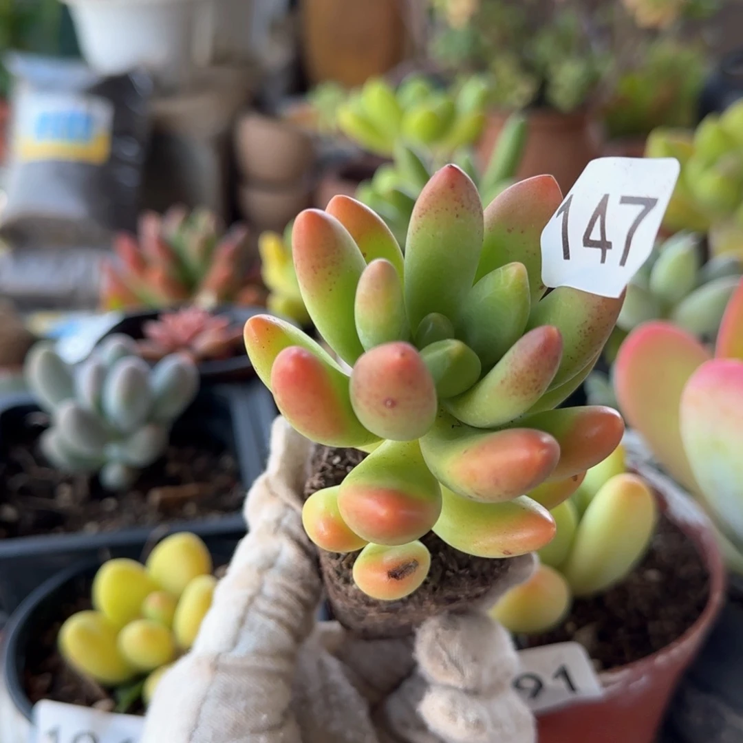 147号 一物一拍 一物一拍