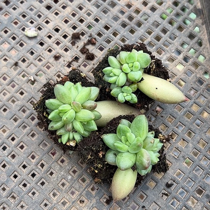 钲****）米其林群生多肉