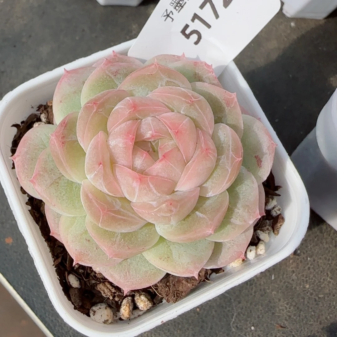 如烟，5172多肉植物