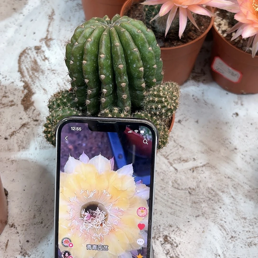 彩草黄金丝7公分左右