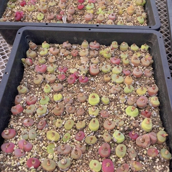 一筐毛毛00000000000002