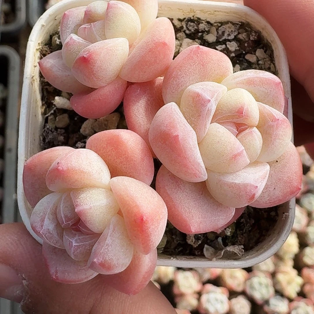 粉头3头长腿老桩冰玉