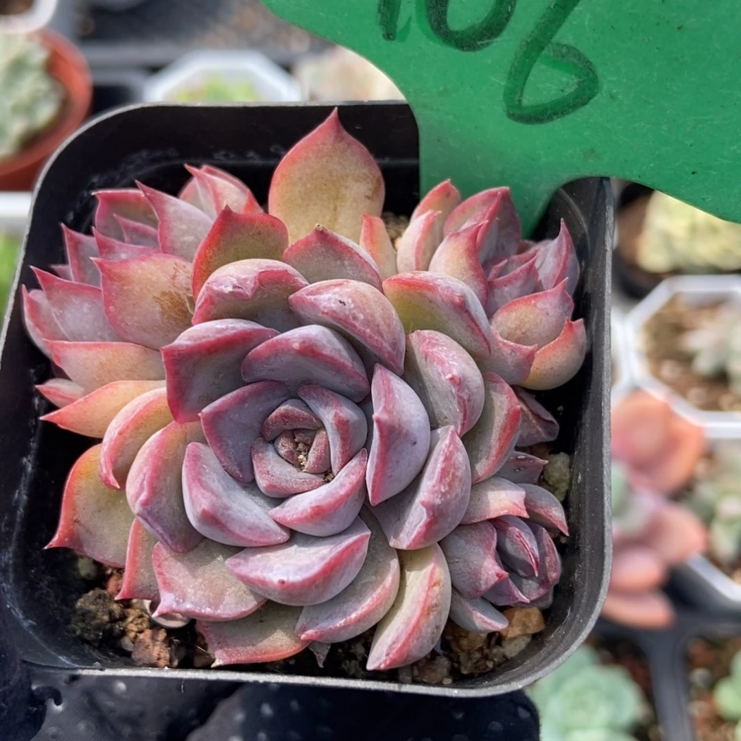 106暗冰多肉植物保护