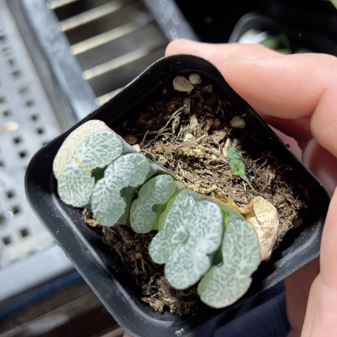 紫**生3519多肉植物一颗