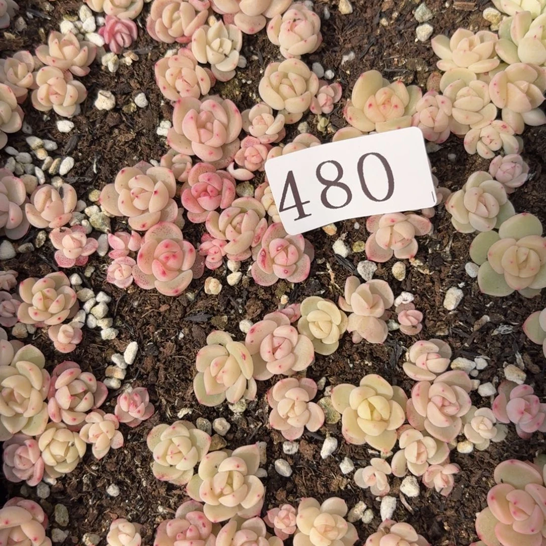 空***依多肉植物多肉植物480