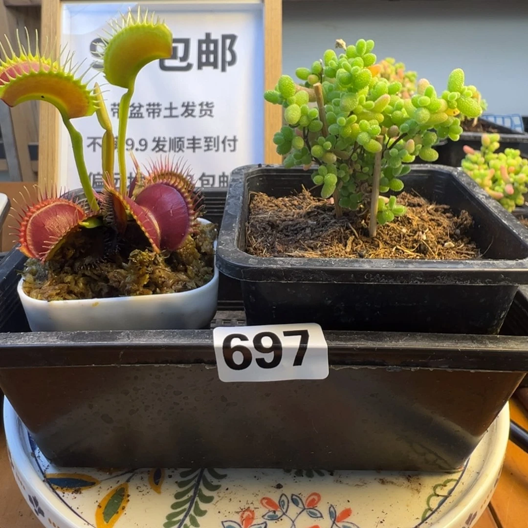 枝干番杏多肉植物697