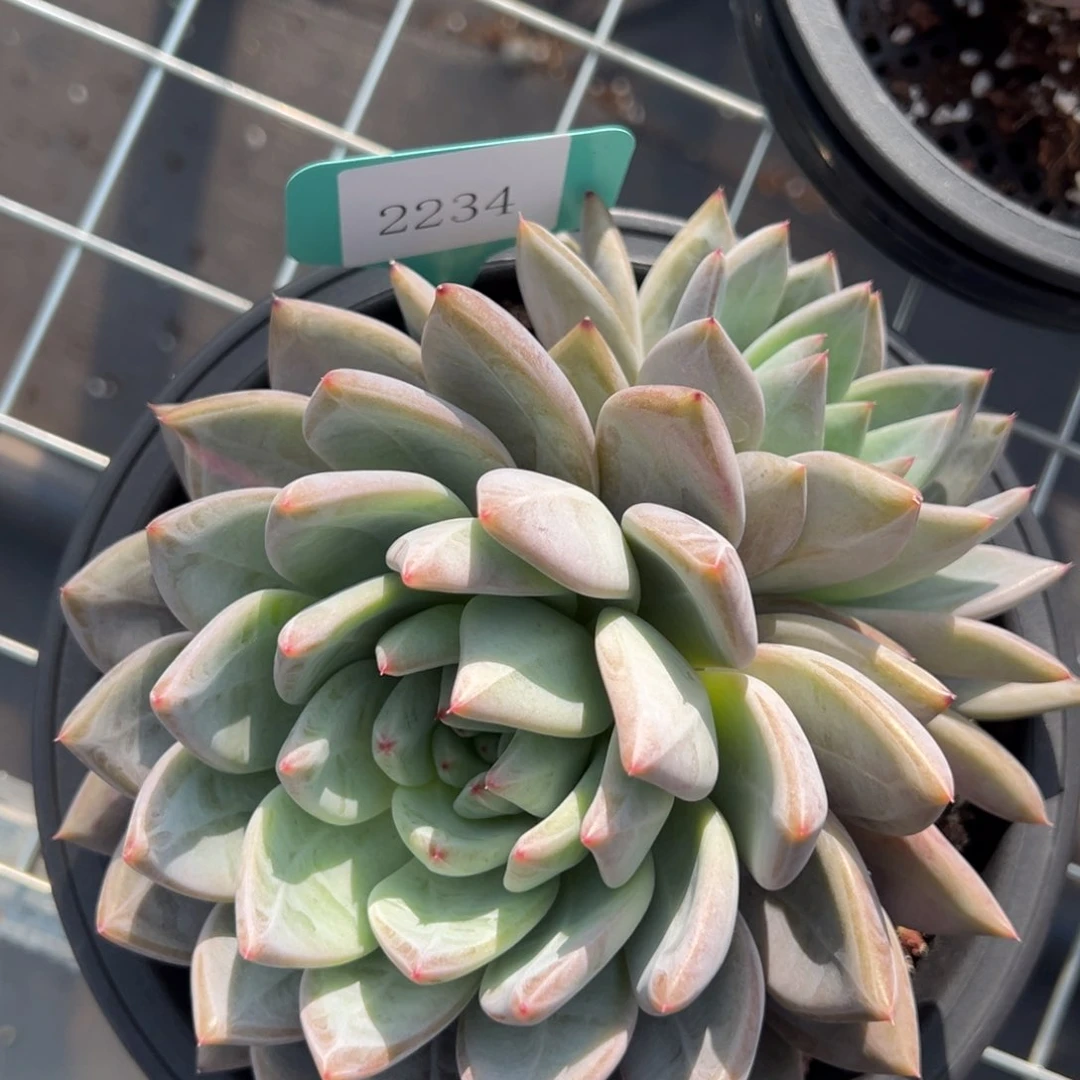 洪*2234多肉多多多多多多多