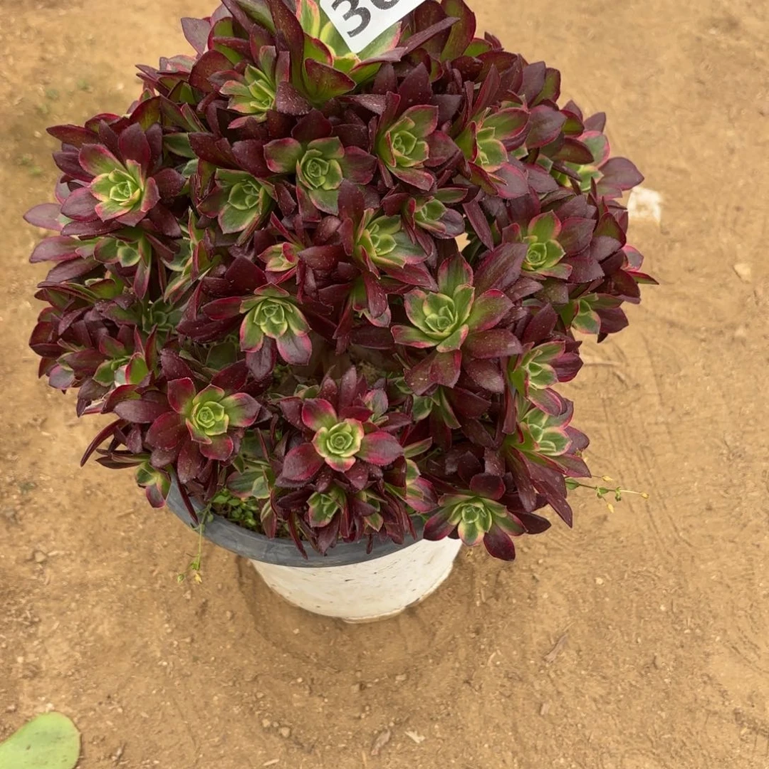 305安娜多肉砍过头不包损