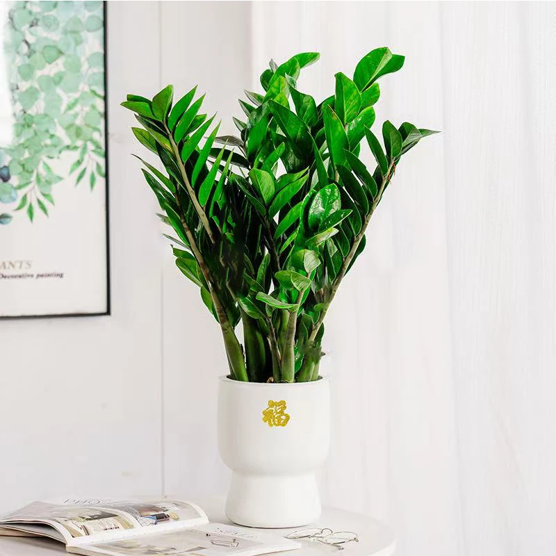 金钱树盆栽植物室内客厅绿植好养花卉办公室招财树花盆摇钱串子