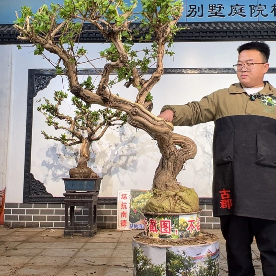 云***饰无花朵金银花5888888888