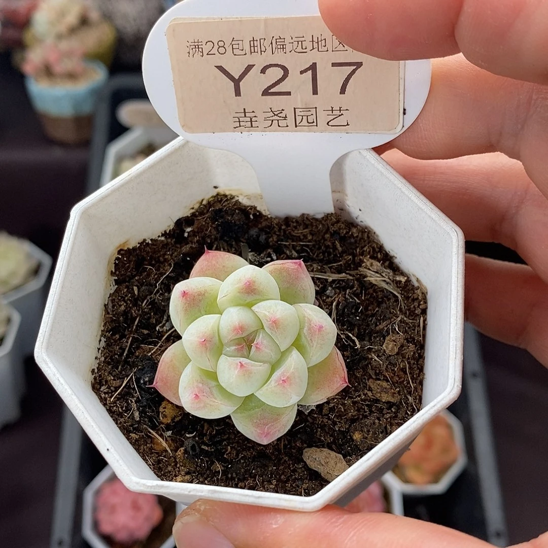 0217 冰山 3cm  单头