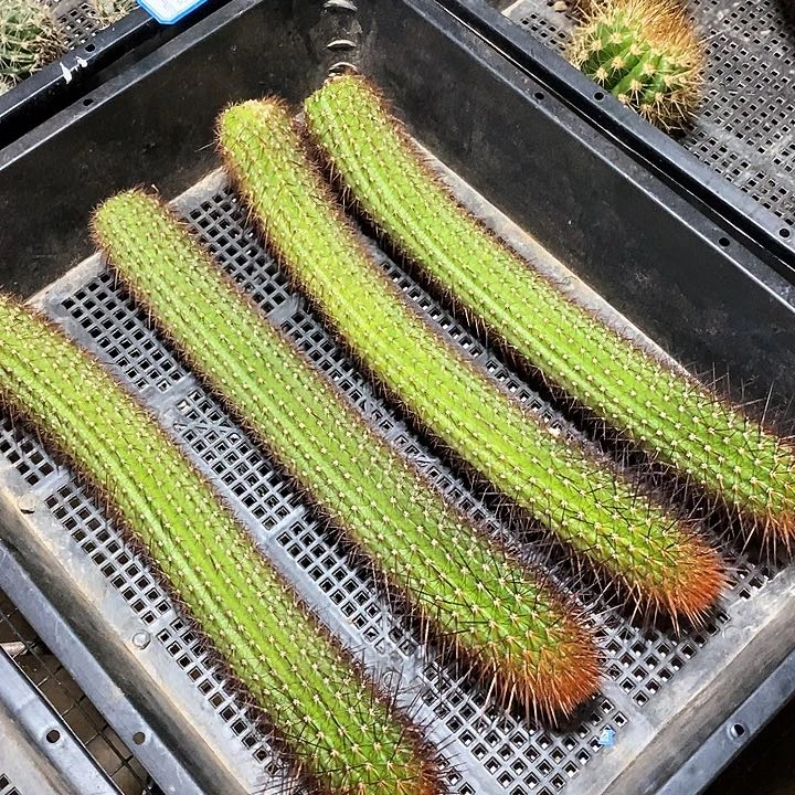 往**零红刺金妞/侧芽歪20包邮/28公分