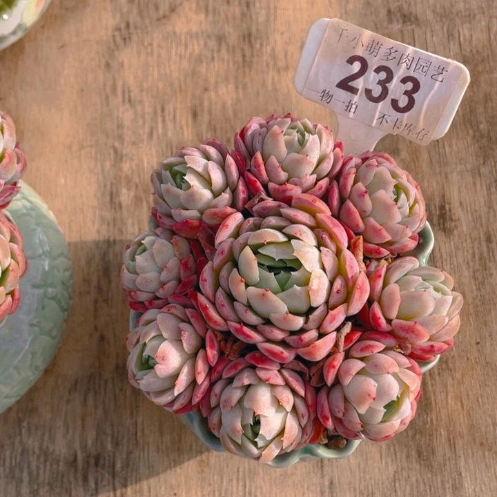 丫**谢谢你的支持0000000233