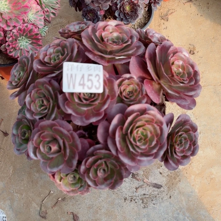 453美金官服30左右2