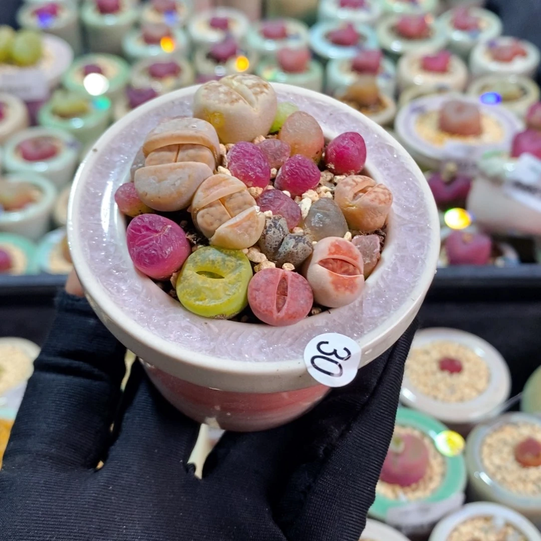 6087--一物一拍带盆