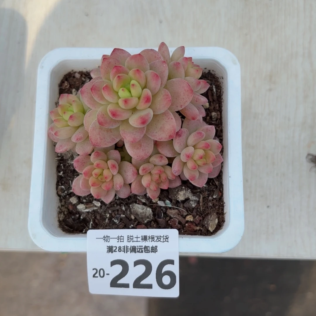 香格里拉老桩多肉多肉