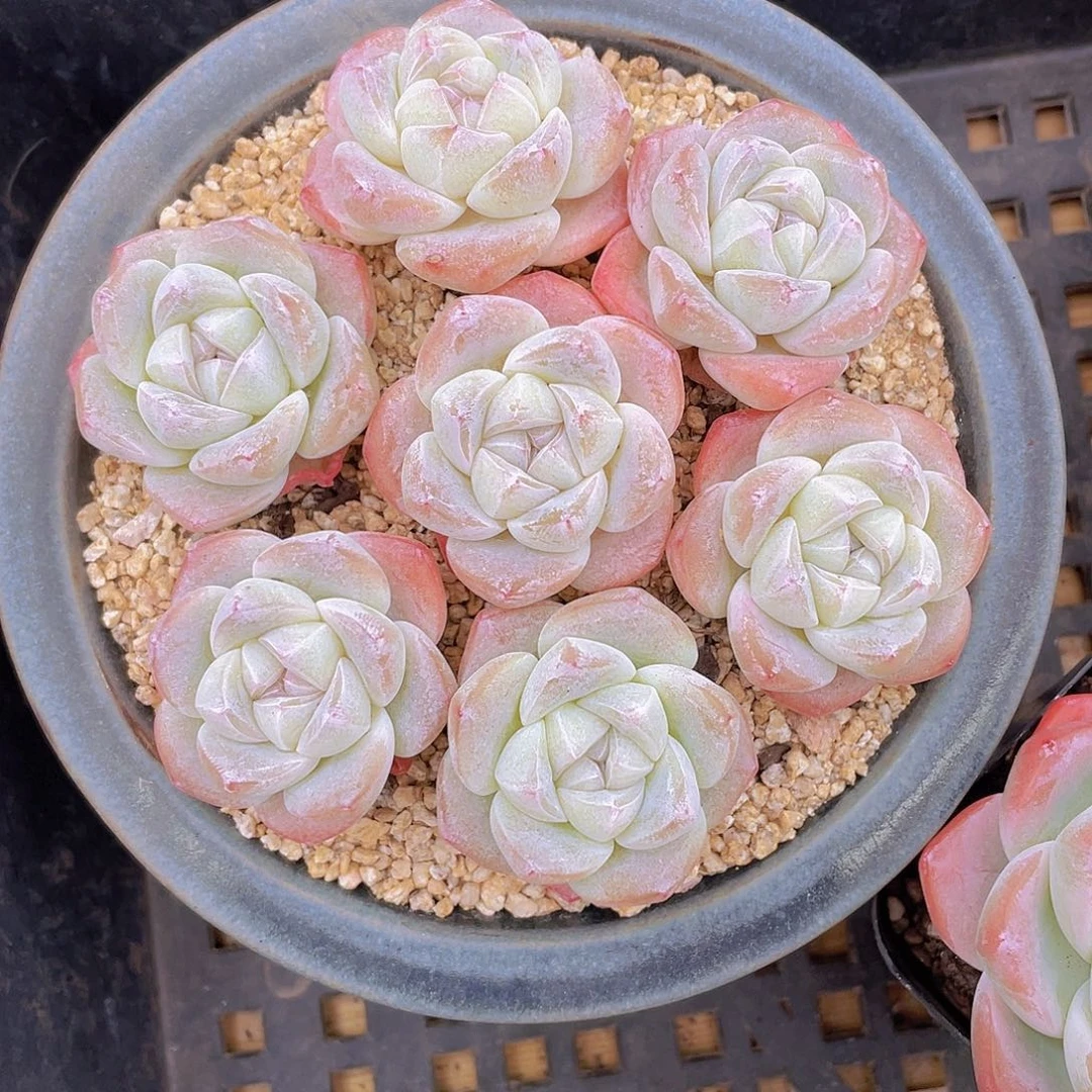 量拍100号 樱花钻石冰玉单头7个