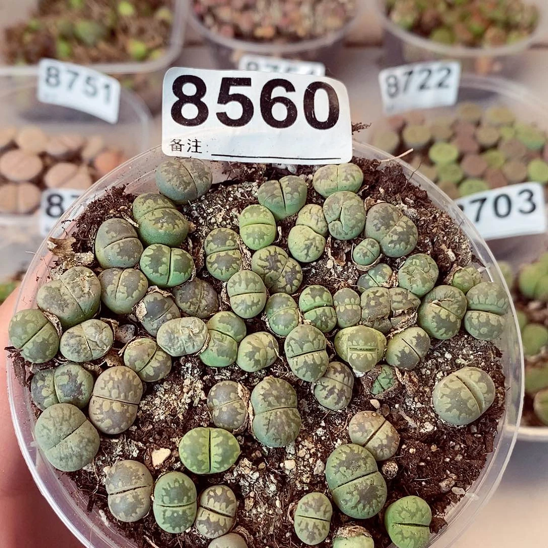 8560绿牙到哦哦哦哟