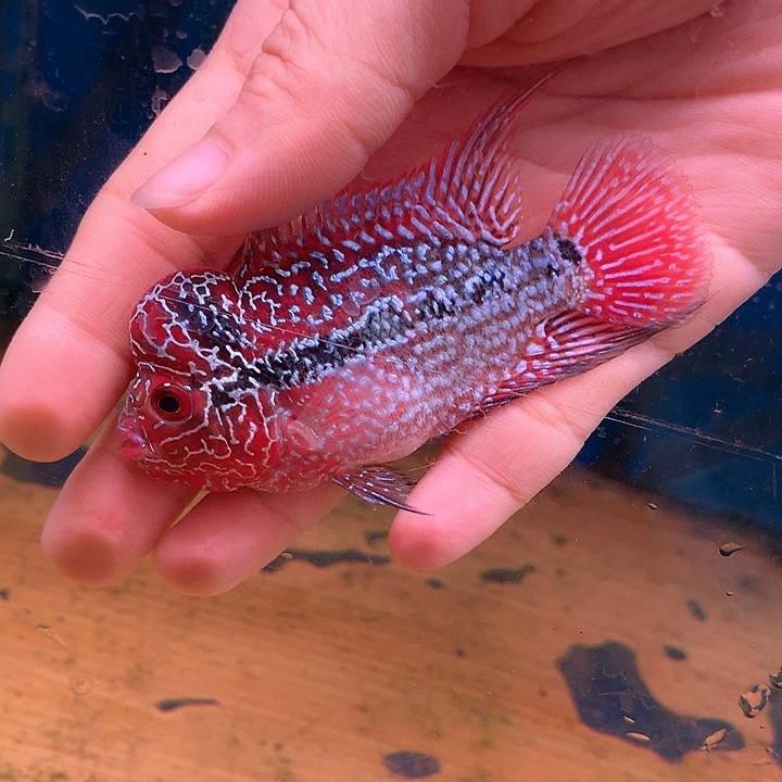 俊***利罗汉鱼珍珠7888888888