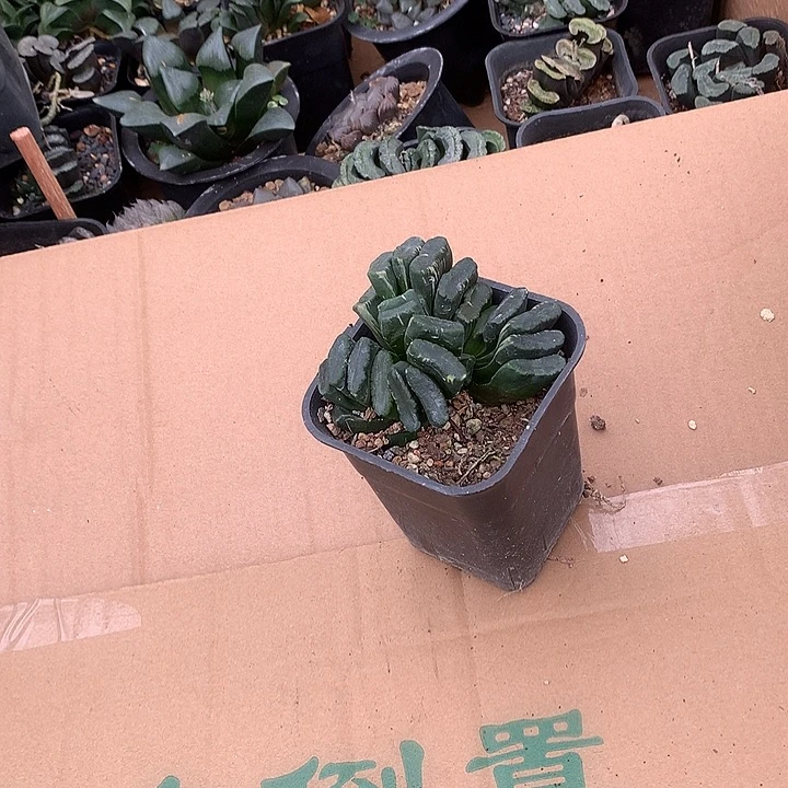 阿***9玉扇大，hrenullodalo