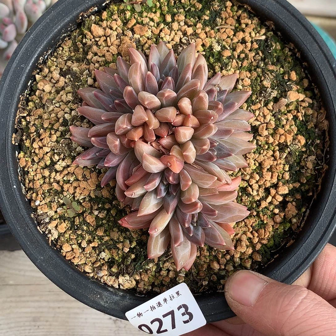 273幻影美人朵朵缀一颗9厘米