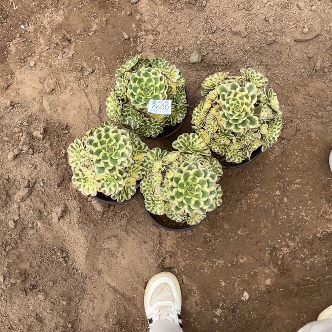 鑫***妈X 7600四颗多肉1baa