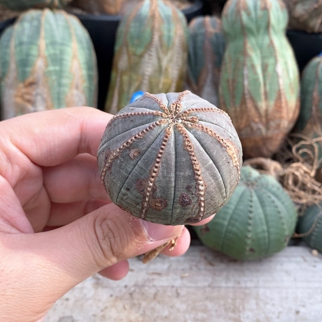 2 欧系实生布纹球多肉植物