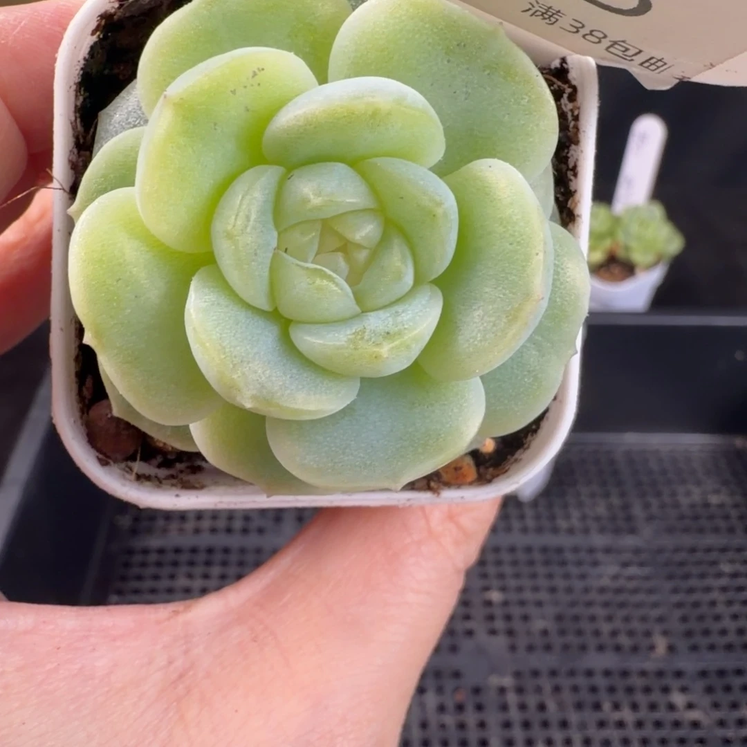 黄花花单头一颗193号