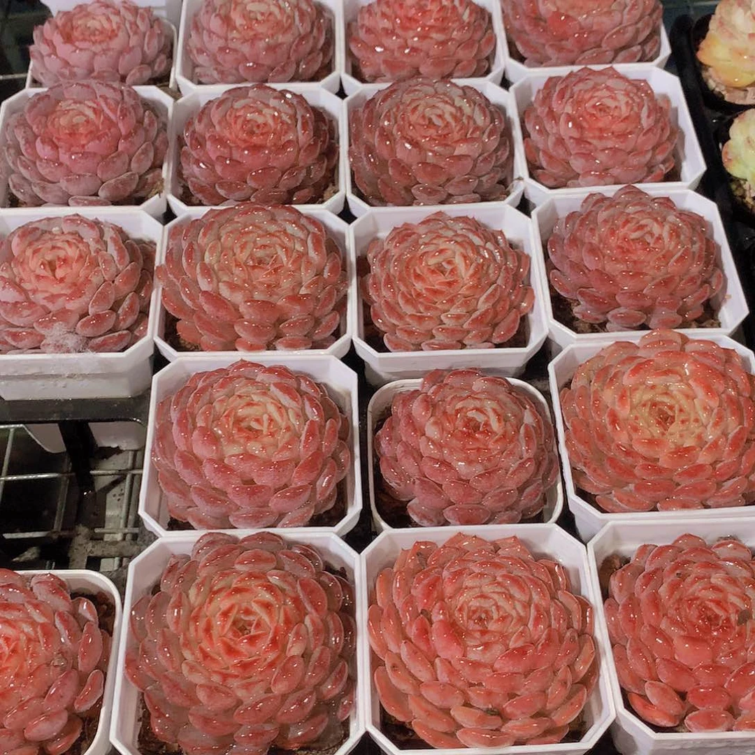 白胖子/35678899000000