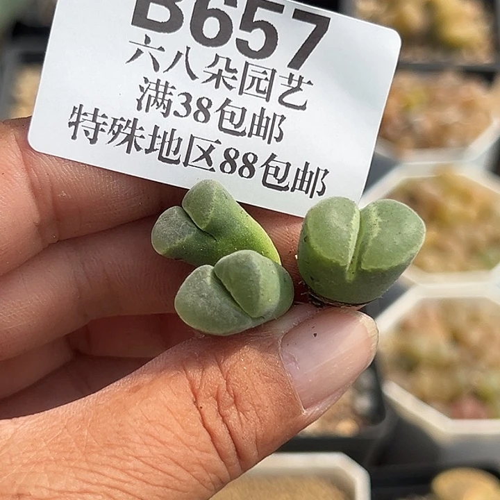 阳***肉无花朵657号风铃2个