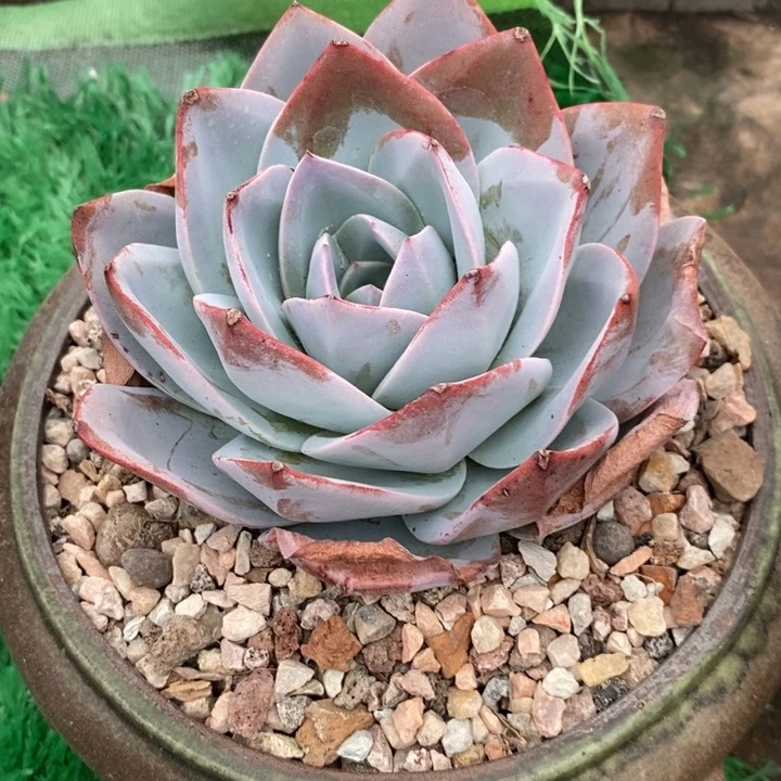 布鲁蓝单头整无砍多肉