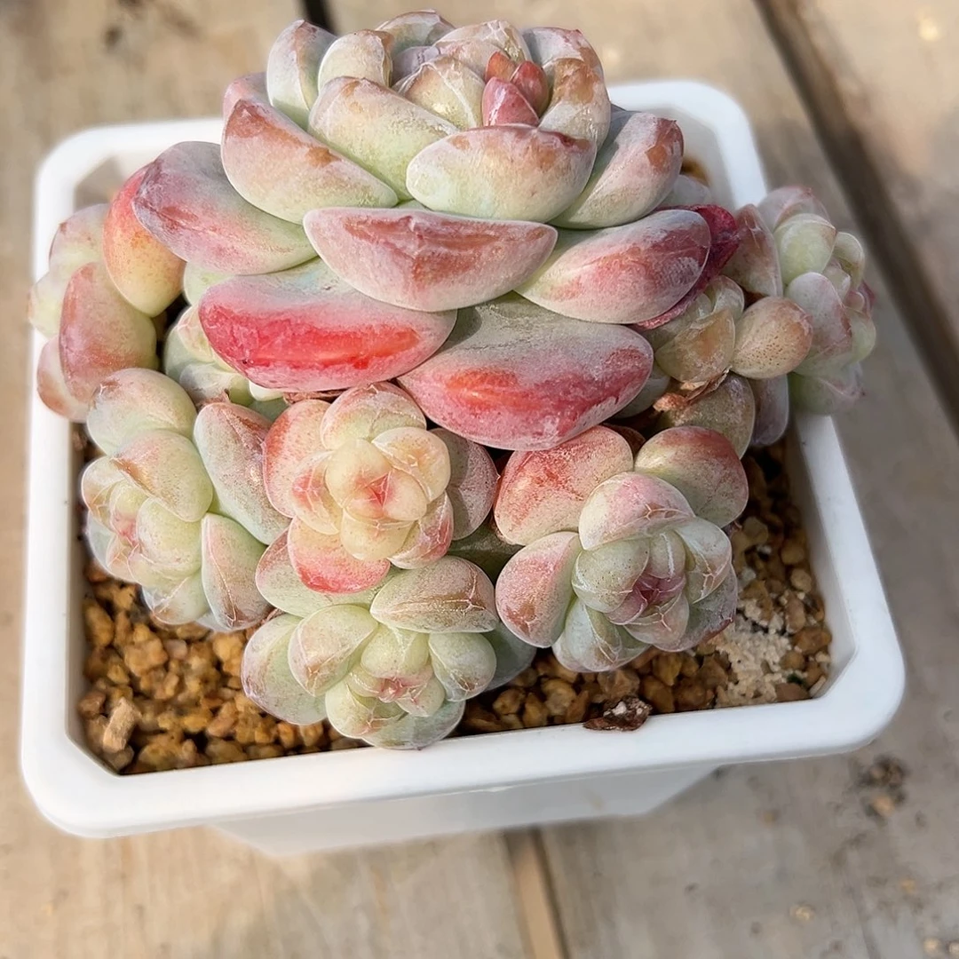 天空专拍冰云自然群发货