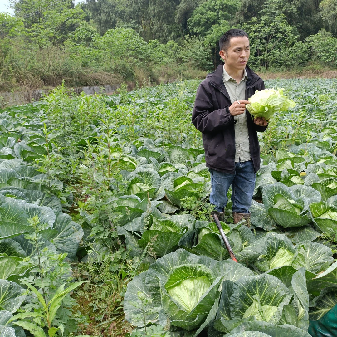 【真实助农】四川峨边高山莲花白/非常脆甜/带老叶子/净重5斤以上