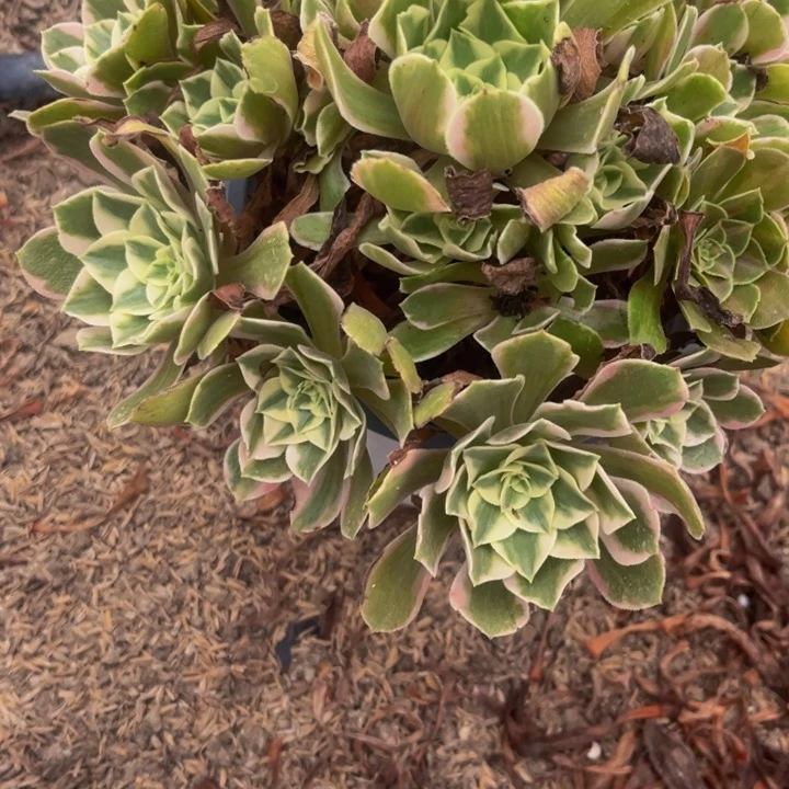 328女妖多肉法师不包断枝