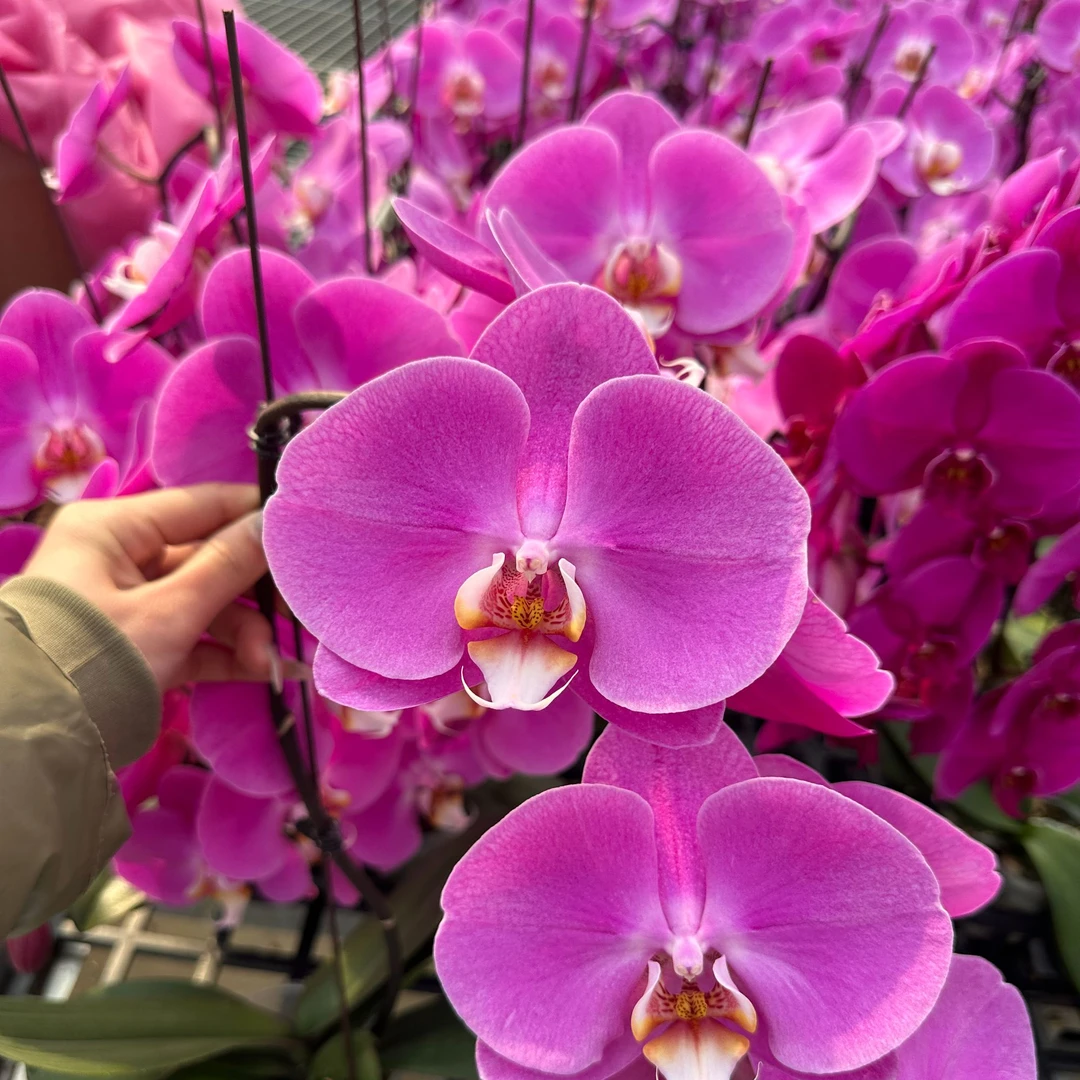 【藏宝粉】3.0杯 福利款 粉色大花型