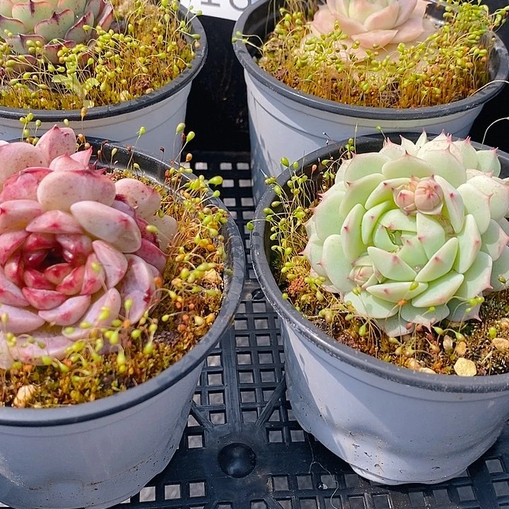 183 多肉植物盆栽花卉盆栽