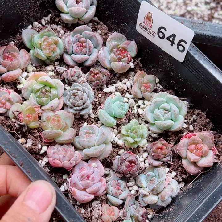 ℡***丶多肉植物多肉植物