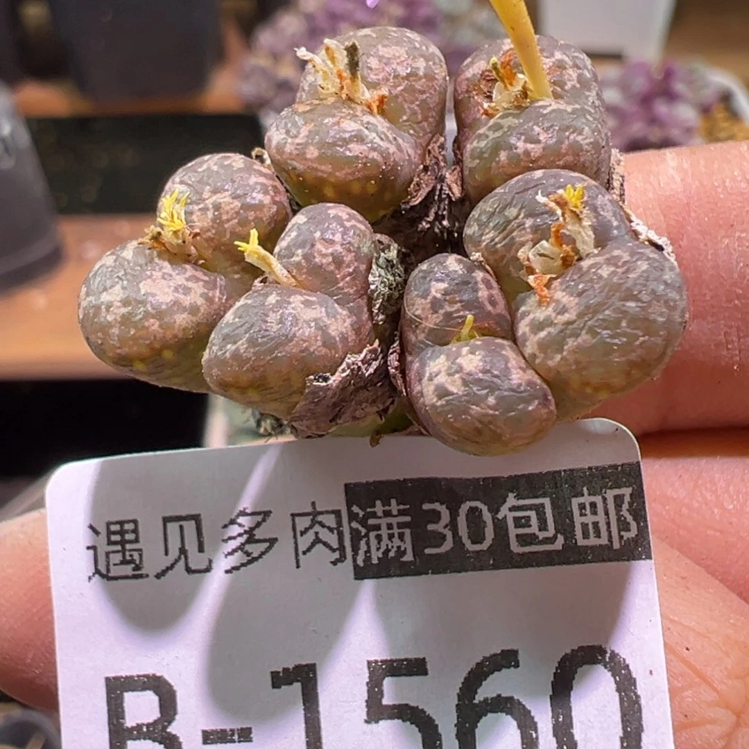 多肉植物111111111111